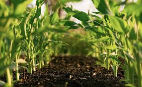 Agriculture Research